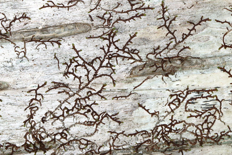 Frullania austinii